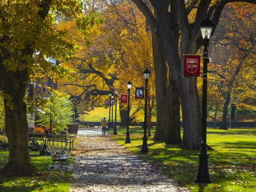 Campus sidewalk with leaves